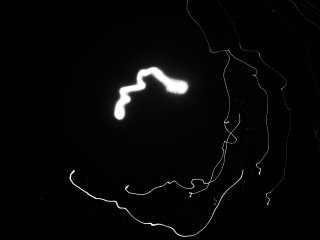 Bornoflight