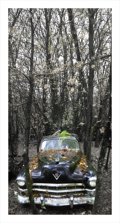 Cadillac autumn