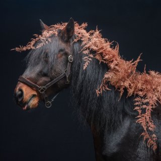 Copper fern flip