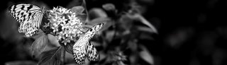 Dance tree nymphs