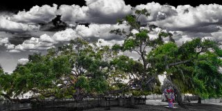 Heart banyan