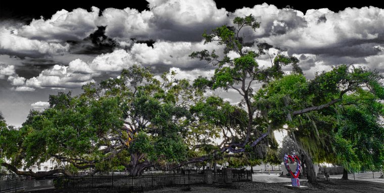 Heart banyan