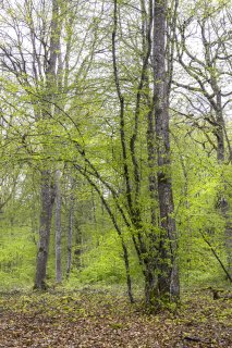 Les 4 saisons de terragree le printempsmg8253