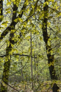 Les 4 saisons de terragree le printempsmg8467