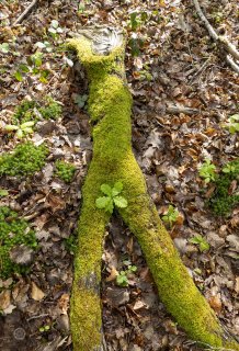 Les 4 saisons de terragree le printempsmg8499