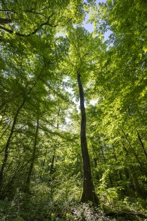 Les 4 saisons de terragree le printempsmg9374