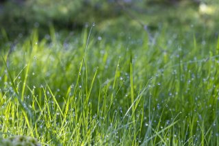 Les 4 saisons de terragree le printempsmg9594