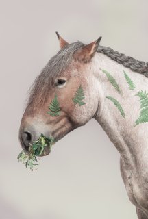 Mister fern i meadow