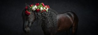 Mister peony i gentle