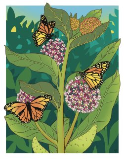 Monarchandmilkweed