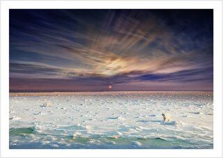 Polar bears churchill manitoba day to night km