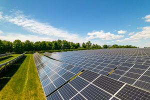 A GRASSY FIELD IS FILLED WITH SOLAR PANELS.