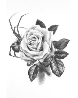 Whitewidowgallery