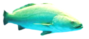 Chinese bahaba bahaba taipingensispixianai