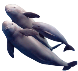 Finless porpoise neophocaena asiaeorientalispixianai