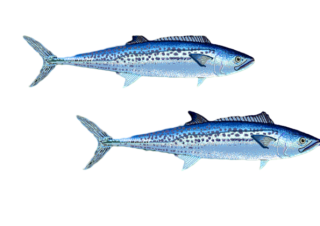 Japanese seerfish scomberomorus niphoniuspixianai