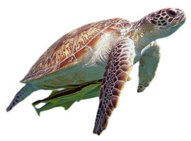Loggerhead sea turtlepixianai