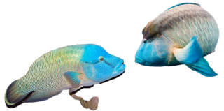 Napoleon wrasse cheilinus undulatuspixianai