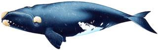North pacific right whale eubalaena japonicapixianai